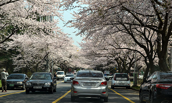 1일 오후 벚꽃이 만개한 제주대학교 캠퍼스.&lt;헤드라인제주&gt;
