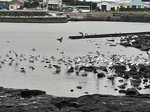 신산리 해안서 관찰된 새들 무리. 사진=강석호(신산리 주민). ⓒ헤드라인제주