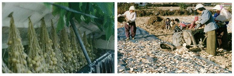 2000년대 미니 씨감자 생산(왼쪽)과 1970년대 절간 고구마 건조 모습 .