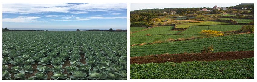 사진 왼쪽부터 구엄리 양배추 재배 모습과 애월리 취나물재배 모습
