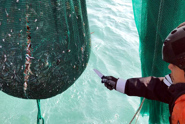 제주 해역에서 중국어선이 불법 포획한 어획물을 해경이 바다로 방류하고 있다. <사진=제주지방해양경찰청>