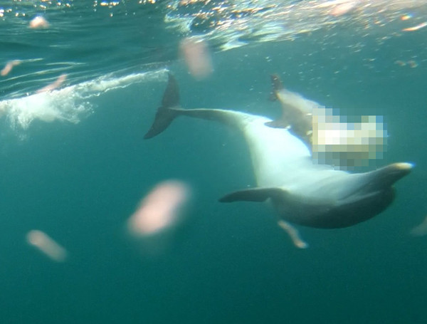 어미 남방큰돌고래가 새끼의 사체를 업고 수면 위로 들어 올리고 있다. ⓒ헤드라인제주