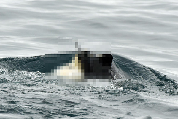 어미 남방큰돌고래가 새끼의 사체를 업고 수면 위로 들어 올리고 있다. ⓒ헤드라인제주