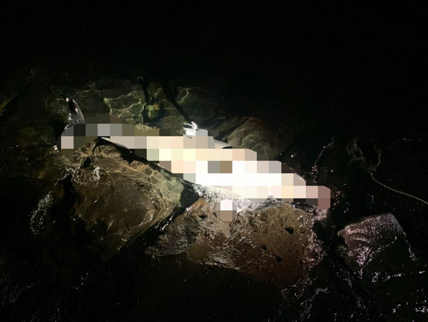 지난 1일 오후 11시 33분께 제주시 한림읍 월령포구에서 남방큰돌고래 사체가 발견됐다. ⓒ헤드라인제주