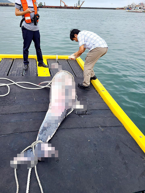 지난달 28일 오전 7시 30분께 제주시 한림읍 귀덕리 북쪽 약 500m 앞 해상에서 발견된 남방큰돌고래 사체. ⓒ헤드라인제주