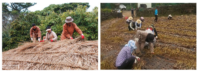 초가지붕 올리기 수눌음 모습과(사진 왼쪽), 마늘수확 수눌음 활동 모습.