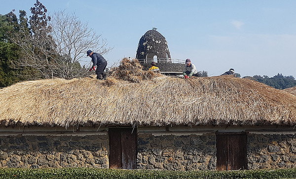 서귀포농업기술센터 직원들이 제주농업생태원 초가 지붕을 새단장하고 있다. ⓒ헤드라인제주