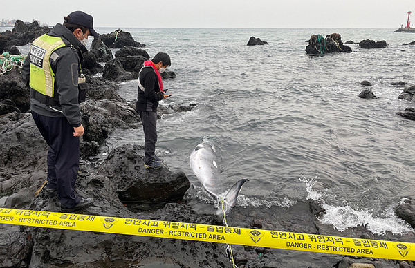 제주시 하귀리 해안가에서 발견된 밍크고래 사체. ⓒ헤드라인제주