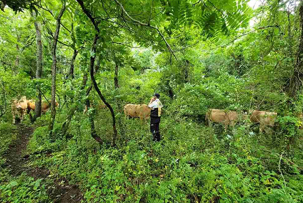 제주자치경찰이 조천읍 선흘리 숲길에 나타난 소떼의 주인을 찾고 있다. ⓒ헤드라인제주