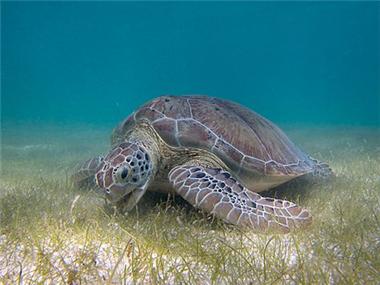 해초를 먹고 있는 푸른바다거북(사진 출처 : 위키피디아)