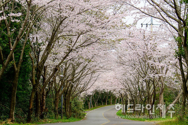 성산읍 신풍리 벚꽃터널.ⓒ헤드라인제주