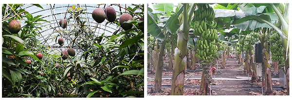 애플망고 재배 모습(왼쪽)과 바나나 재배 모습
