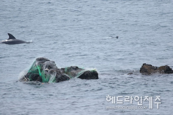 서귀포 대정읍 연안에서 버려진 폐그물 주변을 헤엄치는 제주남방큰돌고래. 사진출처 MARCⓒ헤드라인제주