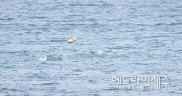 서귀포 대정읍 연안에서 버려진 쓰레기봉투를 가지고 노는 제주남방큰돌고래. 사진출처 MARC ⓒ헤드라인제주