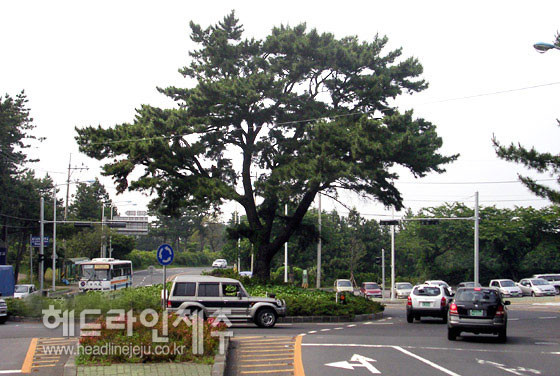 제주대학교 입구 사거리의 상징이었던 '외솔나무'. 이 외솔나무 회전 교차로는  2005년 국도확장 공사 당시 환경단체 등의 반대에도 철거됐다.ⓒ헤드라인제주