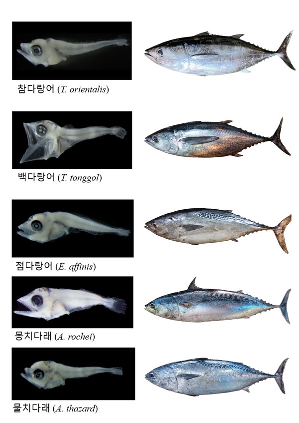 다랑어류 5종 어린 물고기 및 성어 모습. (자료=국립수산과학원)